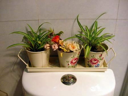 巧用吊兰卫生间大变样