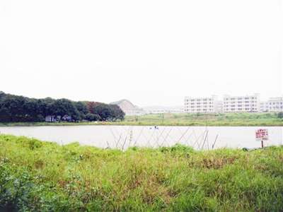 去年初,这里还是一片20多亩的荔枝林。 朱晋 摄