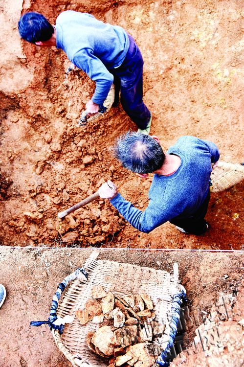 考古队员一边清理泥土,一边从中拣出不少陶瓷碎片