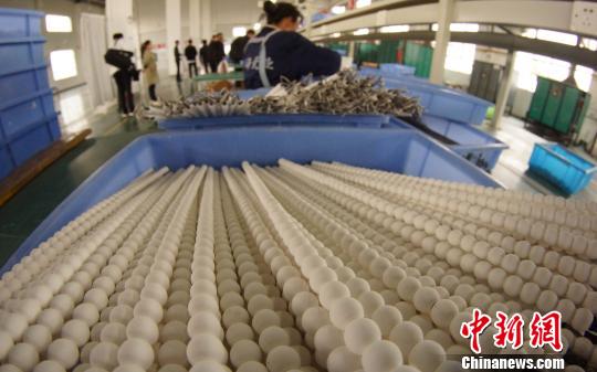 工人准备将干燥后的瓷珠放入烤箱。瓷珠经过上釉后,需经1300度高温烧制后出炉。 王昊阳 摄